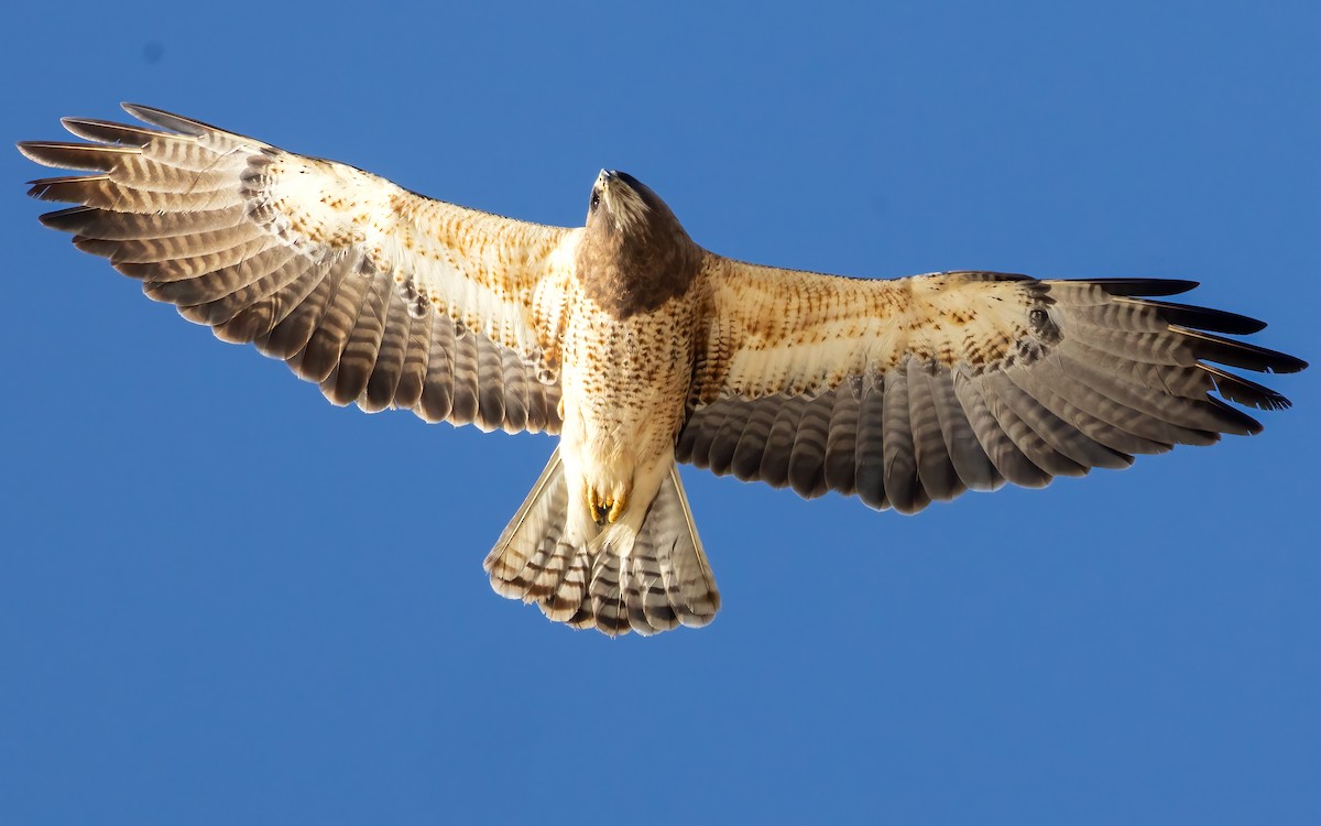 Swainson's Hawk - ML617736426