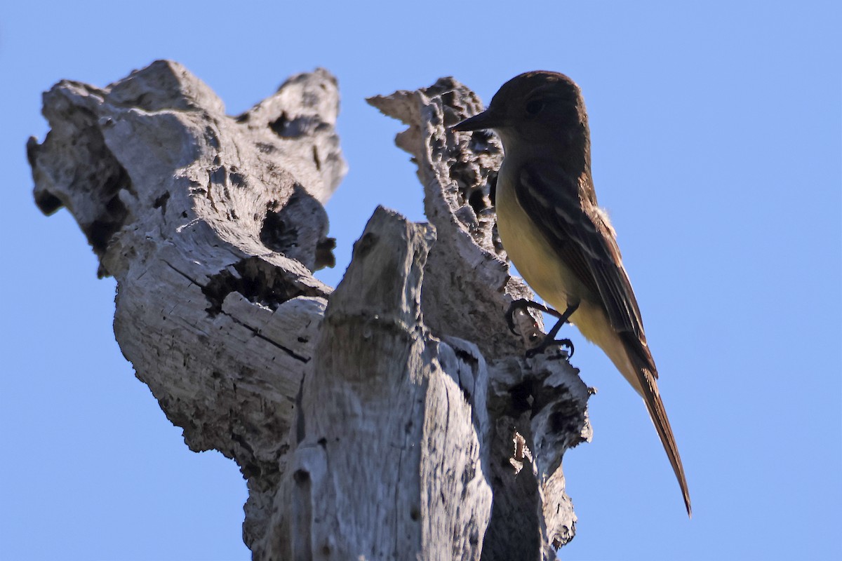Great Crested Flycatcher - ML617736437