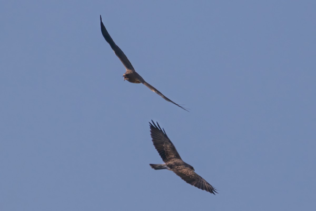 Swainson's Hawk - Krista Hinman