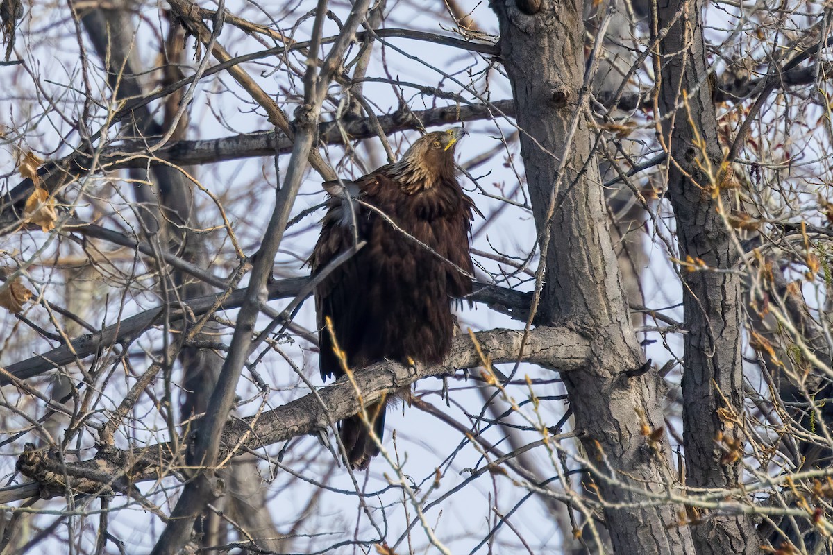 Golden Eagle - ML617736467