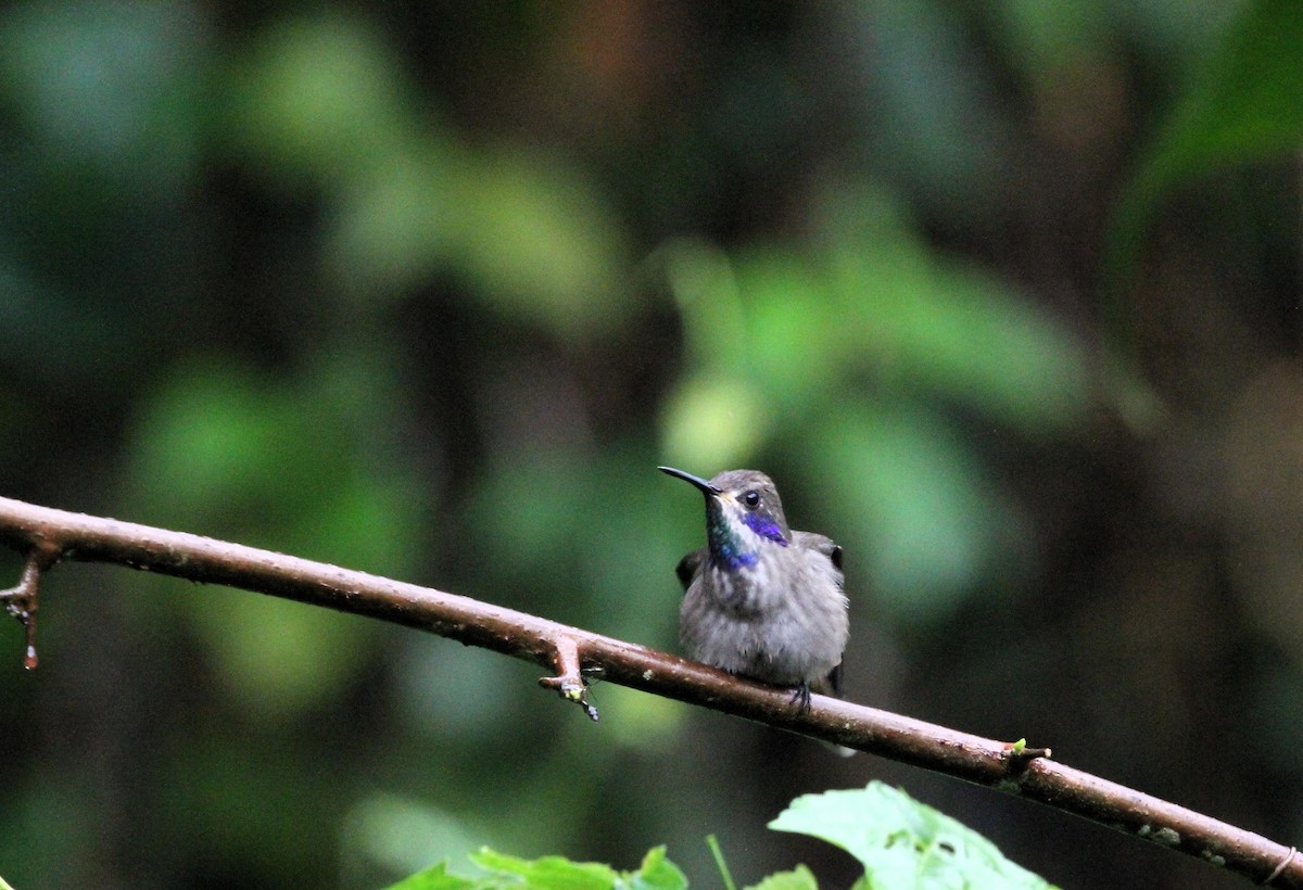 Colibri de Delphine - ML617736611