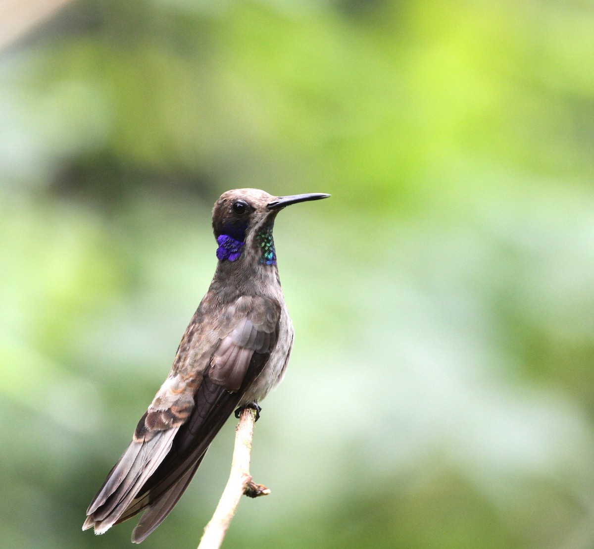 Colibrí Pardo - ML617736629