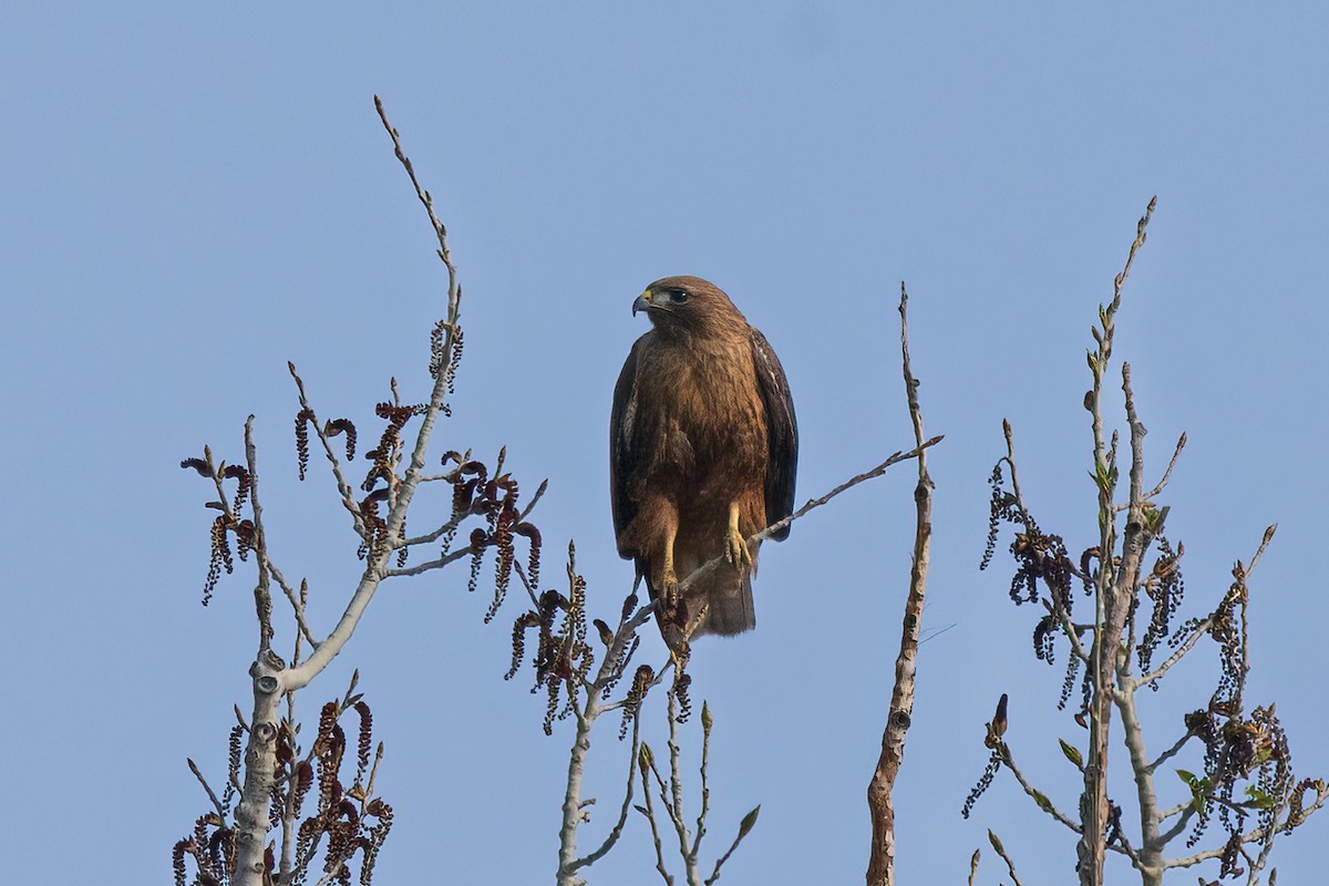 Red-tailed Hawk - ML617736636