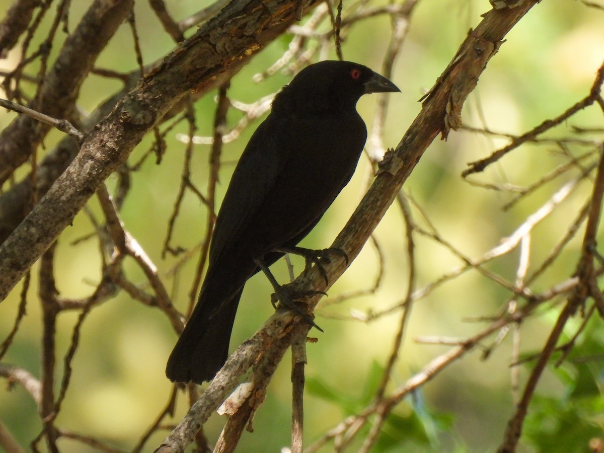 Bronzed Cowbird - ML617736675