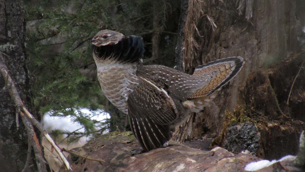 Ruffed Grouse - ML617736676