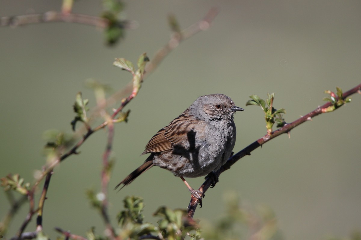 Dunnock - ML617736677
