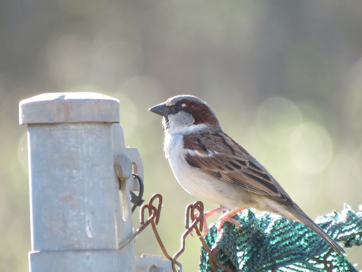 House Sparrow - ML617736681