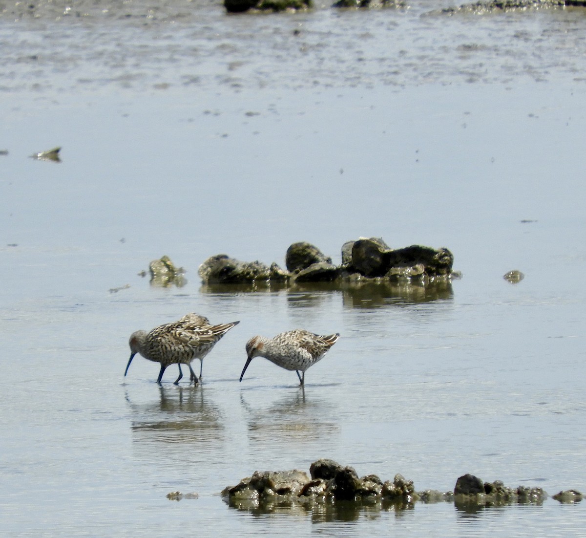 Stilt Sandpiper - ML617736699