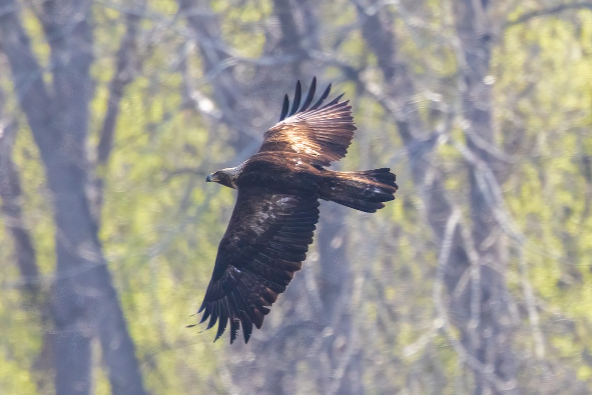 Golden Eagle - ML617736711