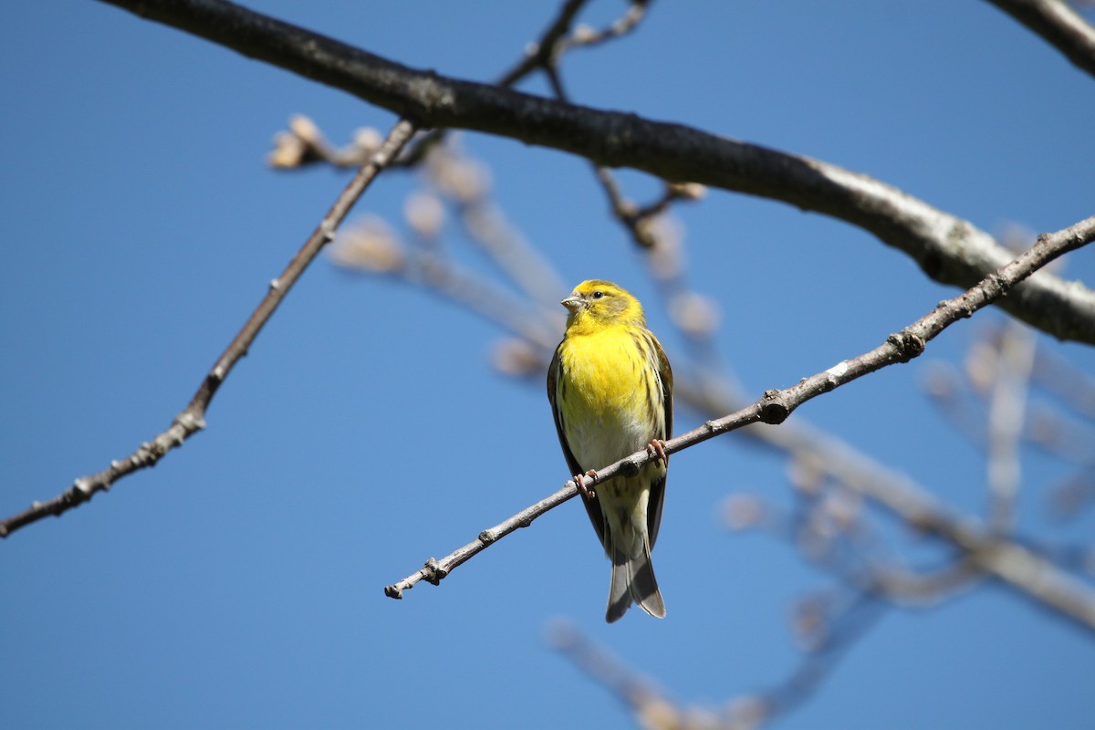European Serin - ML617736741