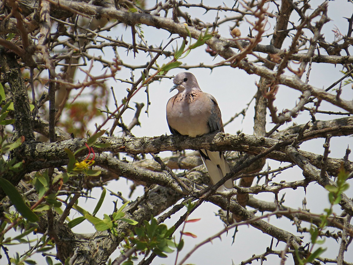 Tórtola Senegalesa - ML617736751