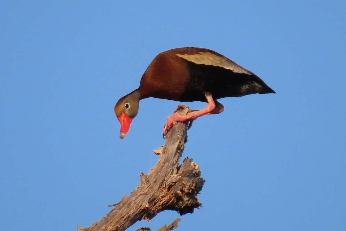 Black-bellied Whistling-Duck - Becky Marvil