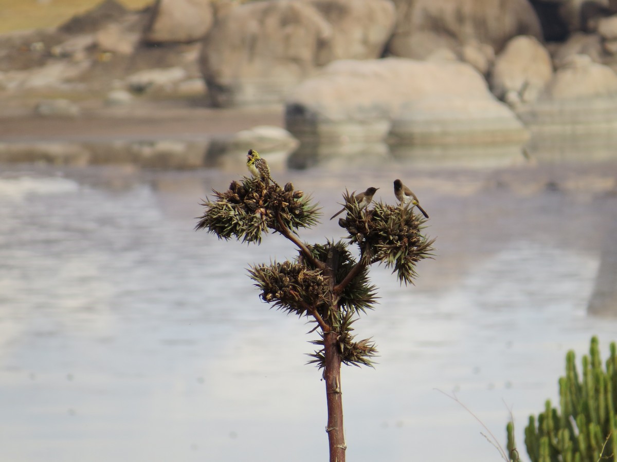 D'Arnaud's Barbet - Andrew Cauldwell