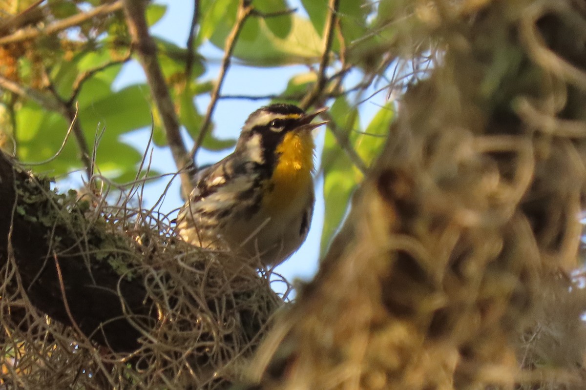Yellow-throated Warbler - Becky Marvil