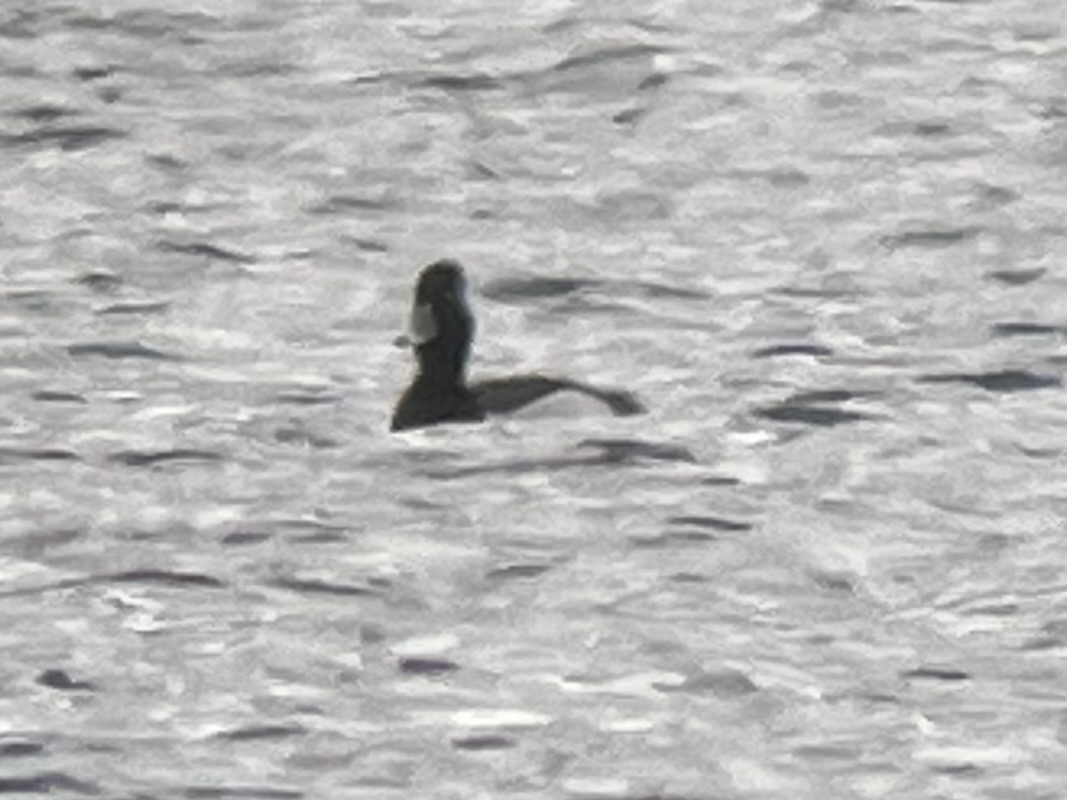 Ring-necked Duck x scaup sp. (hybrid) - ML617736796