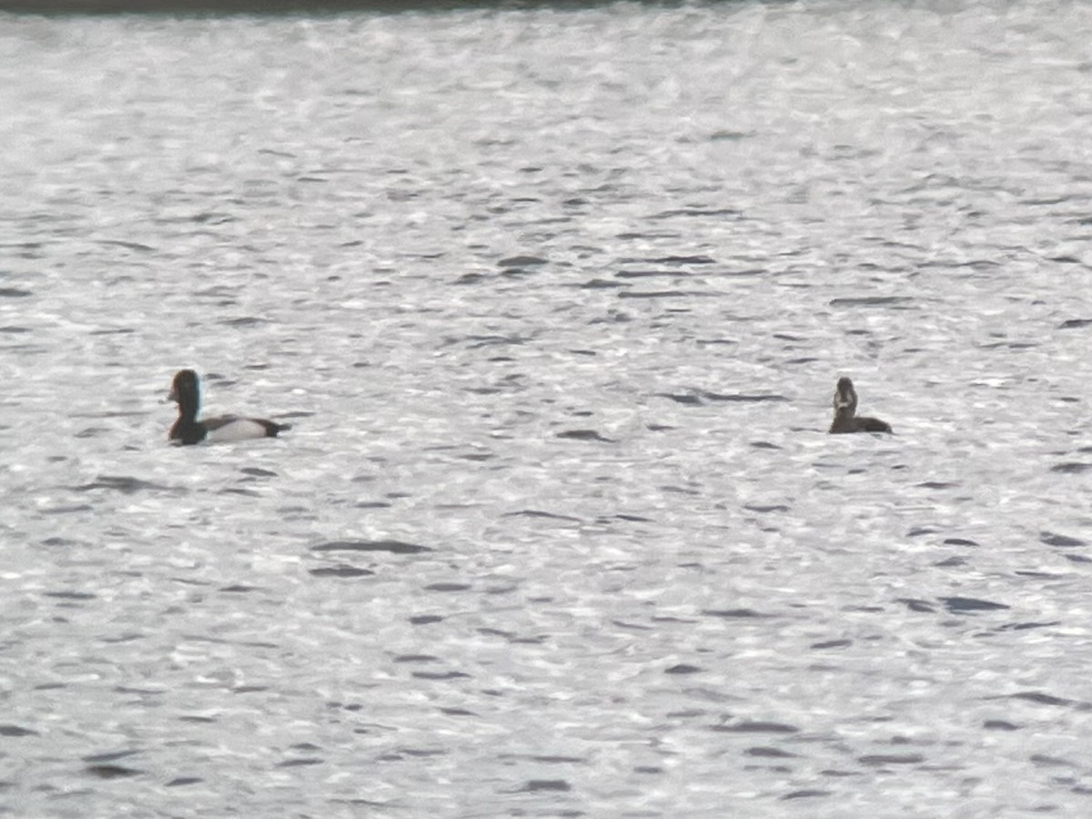 Ring-necked Duck x scaup sp. (hybrid) - ML617736799