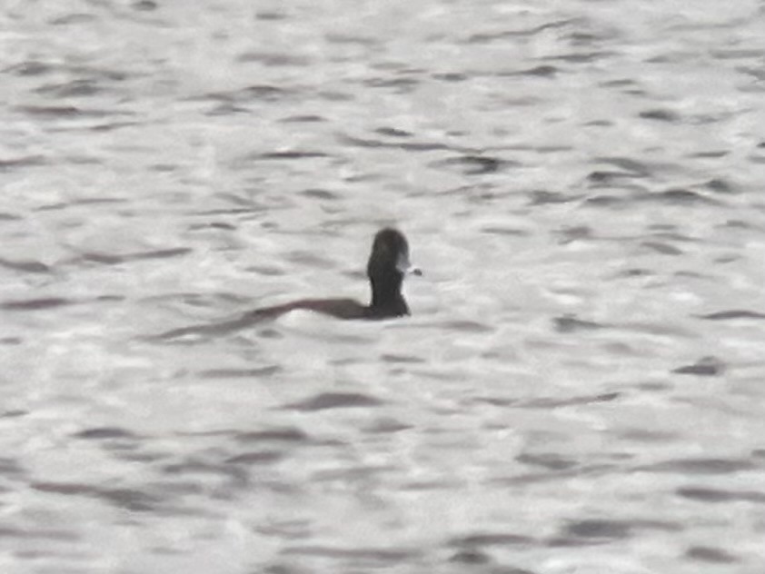 Ring-necked Duck x scaup sp. (hybrid) - ML617736800