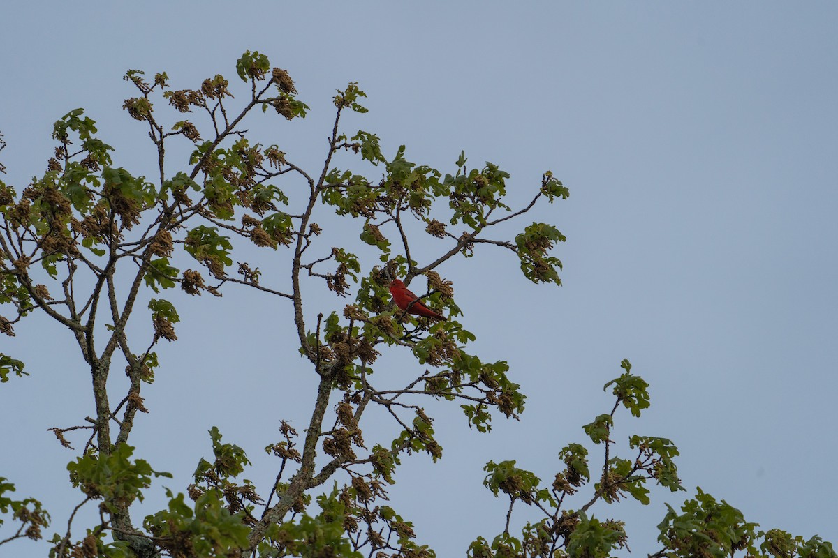 Summer Tanager - ML617736805