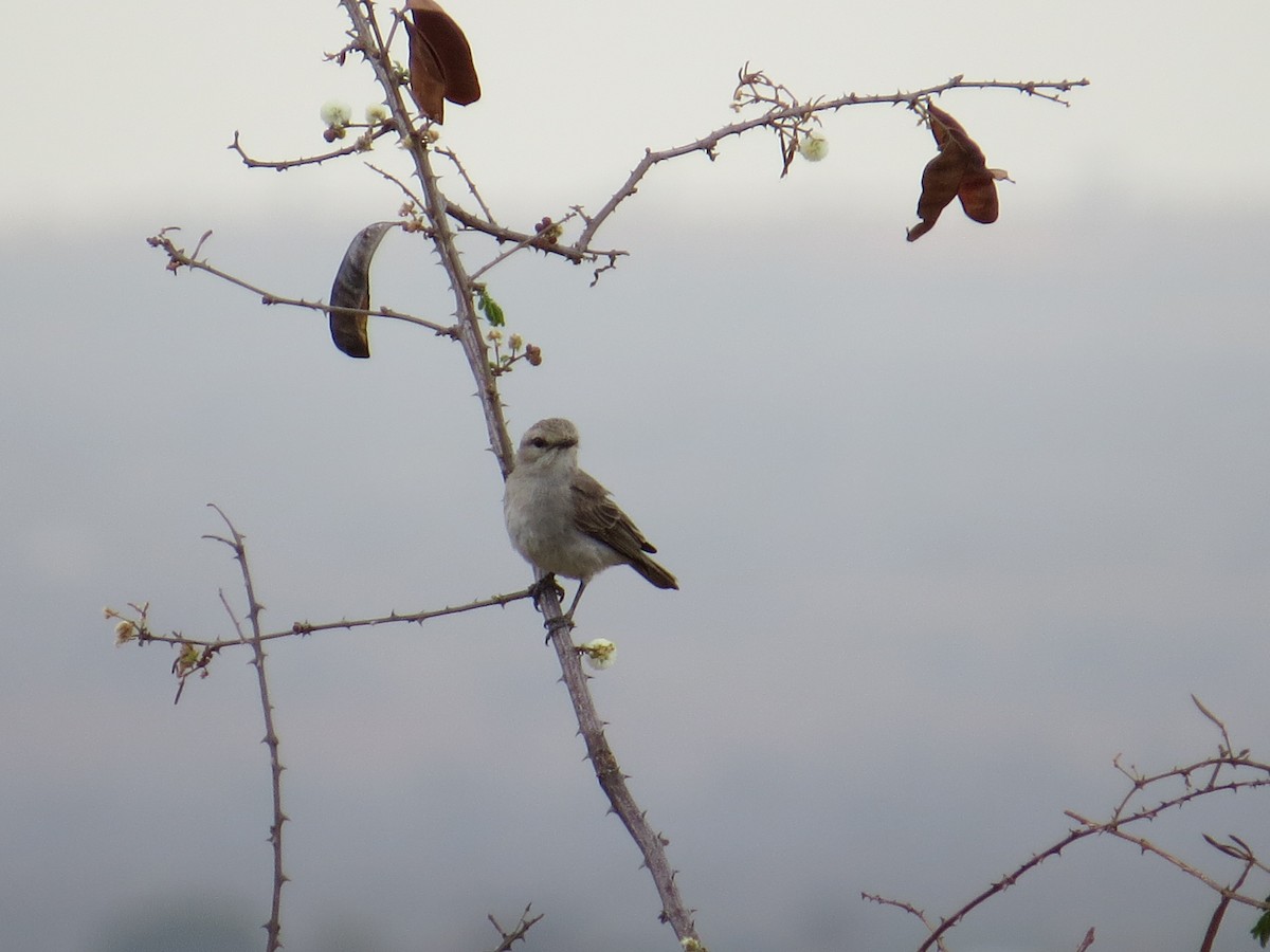 African Gray Flycatcher - ML617736818