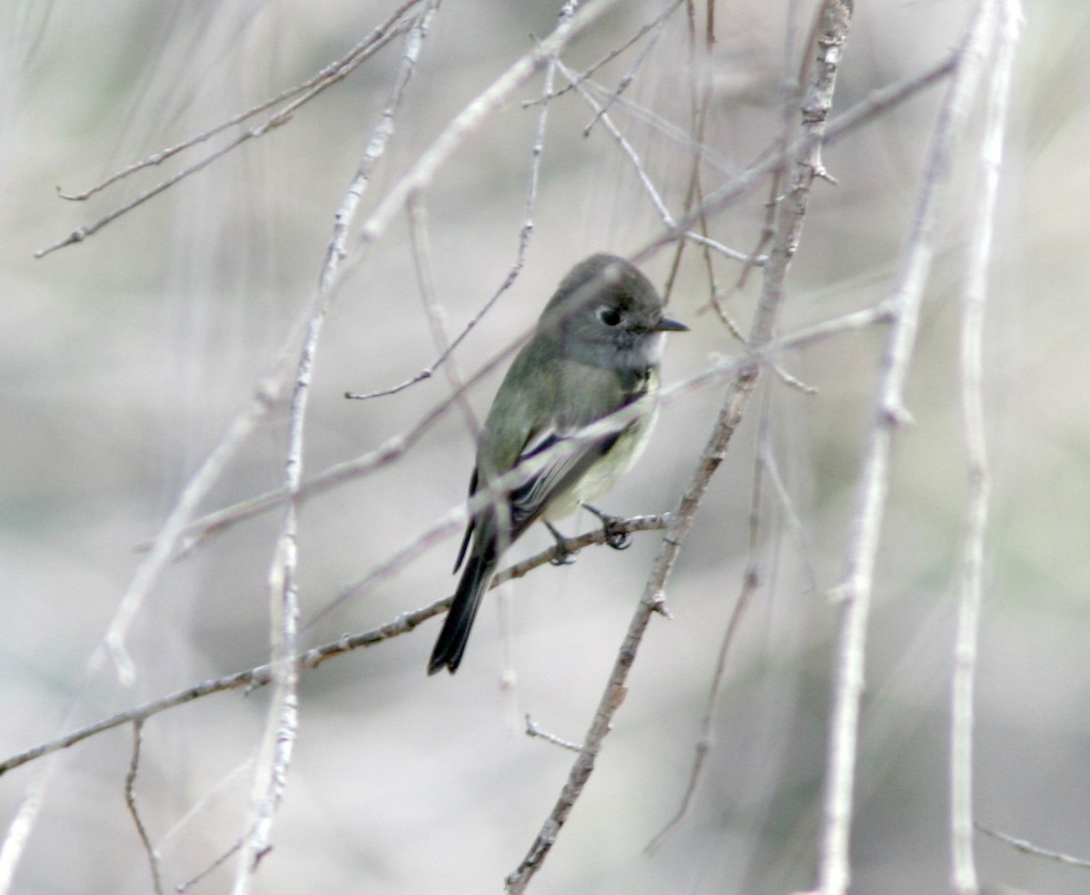 Dusky Flycatcher - ML617736820