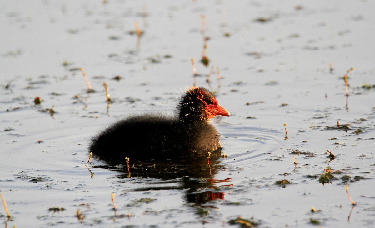 Eurasian Coot - Carlos Figueiredo