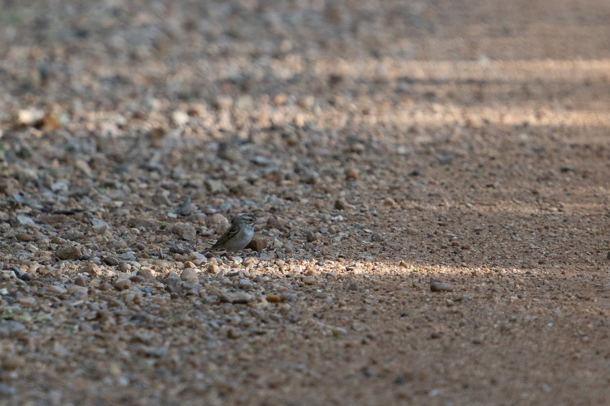 Clay-colored Sparrow - ML617736830