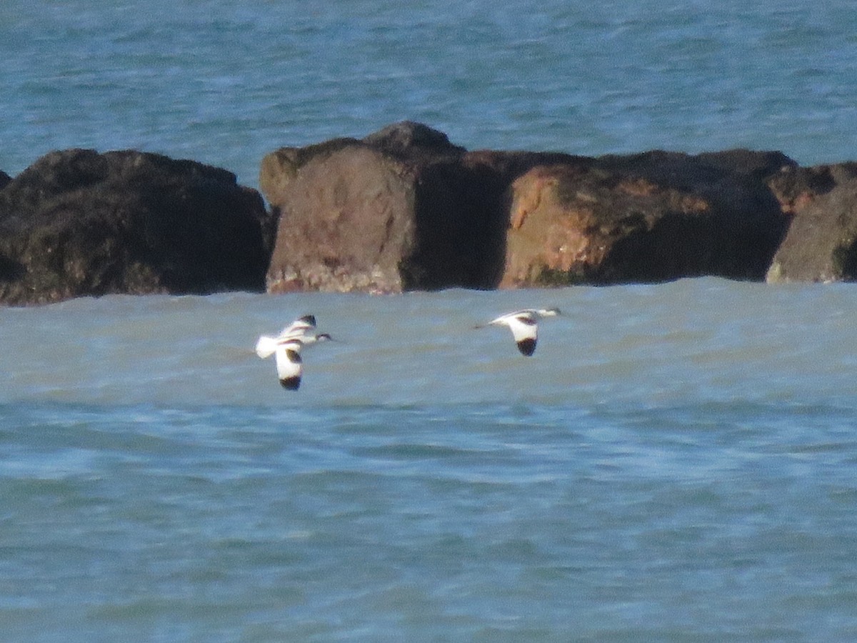 Pied Avocet - ML617736840