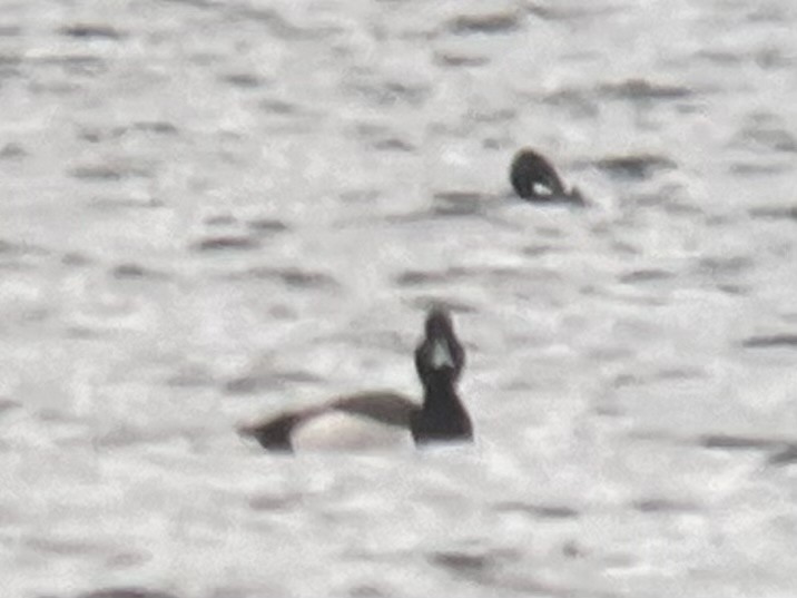 Ring-necked Duck x scaup sp. (hybrid) - ML617736857