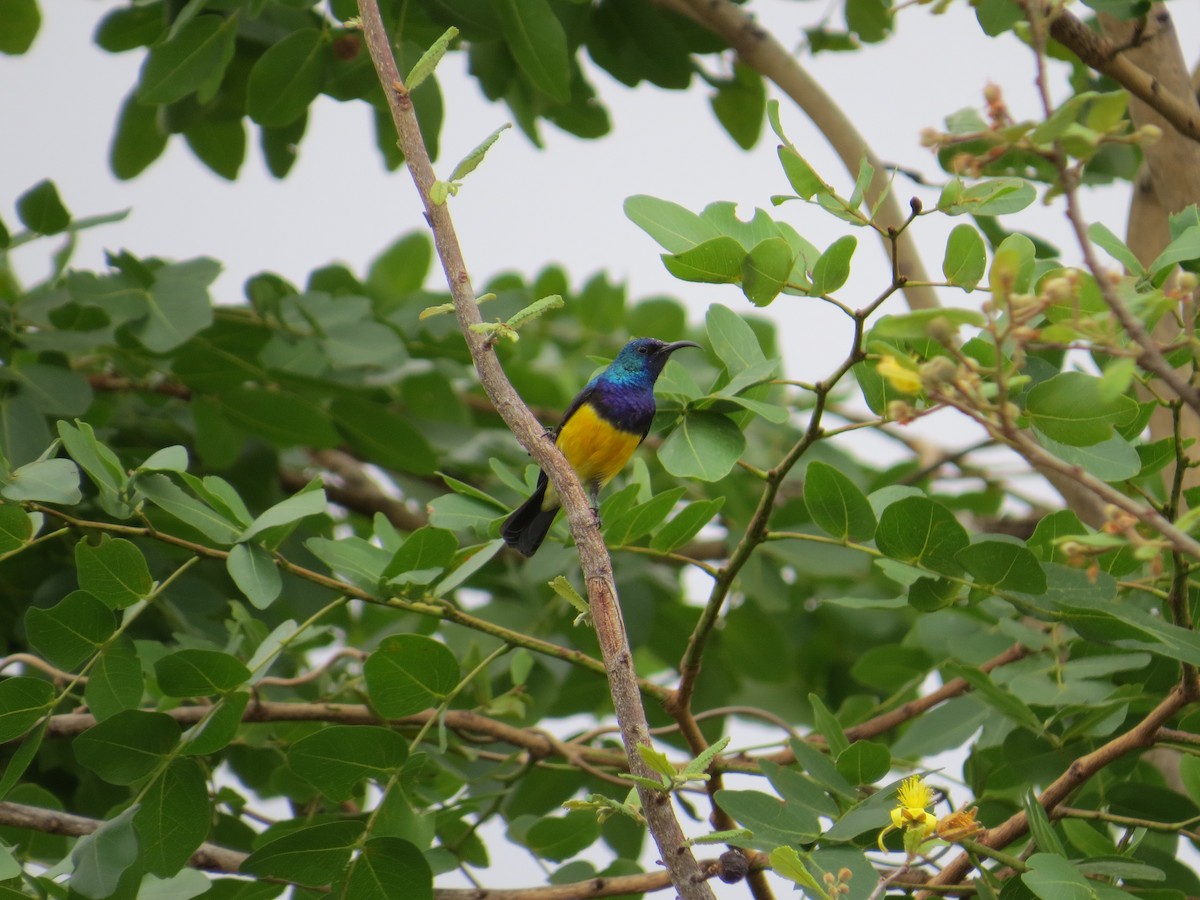 Variable Sunbird - Andrew Cauldwell