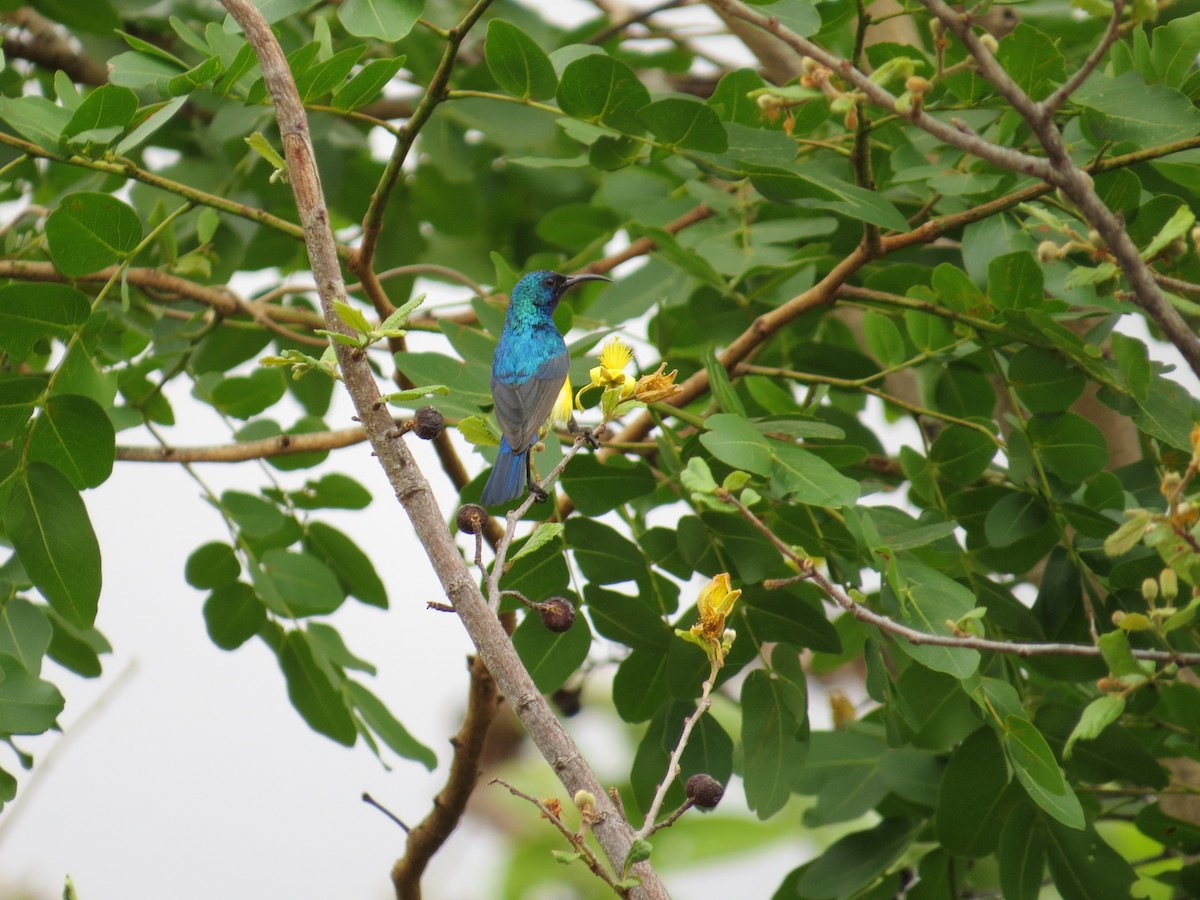 Variable Sunbird - Andrew Cauldwell