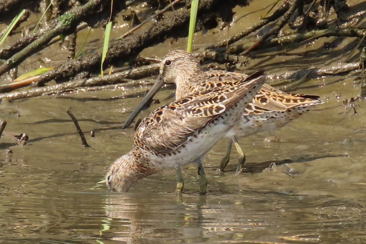 Short-billed Dowitcher - Becky Marvil