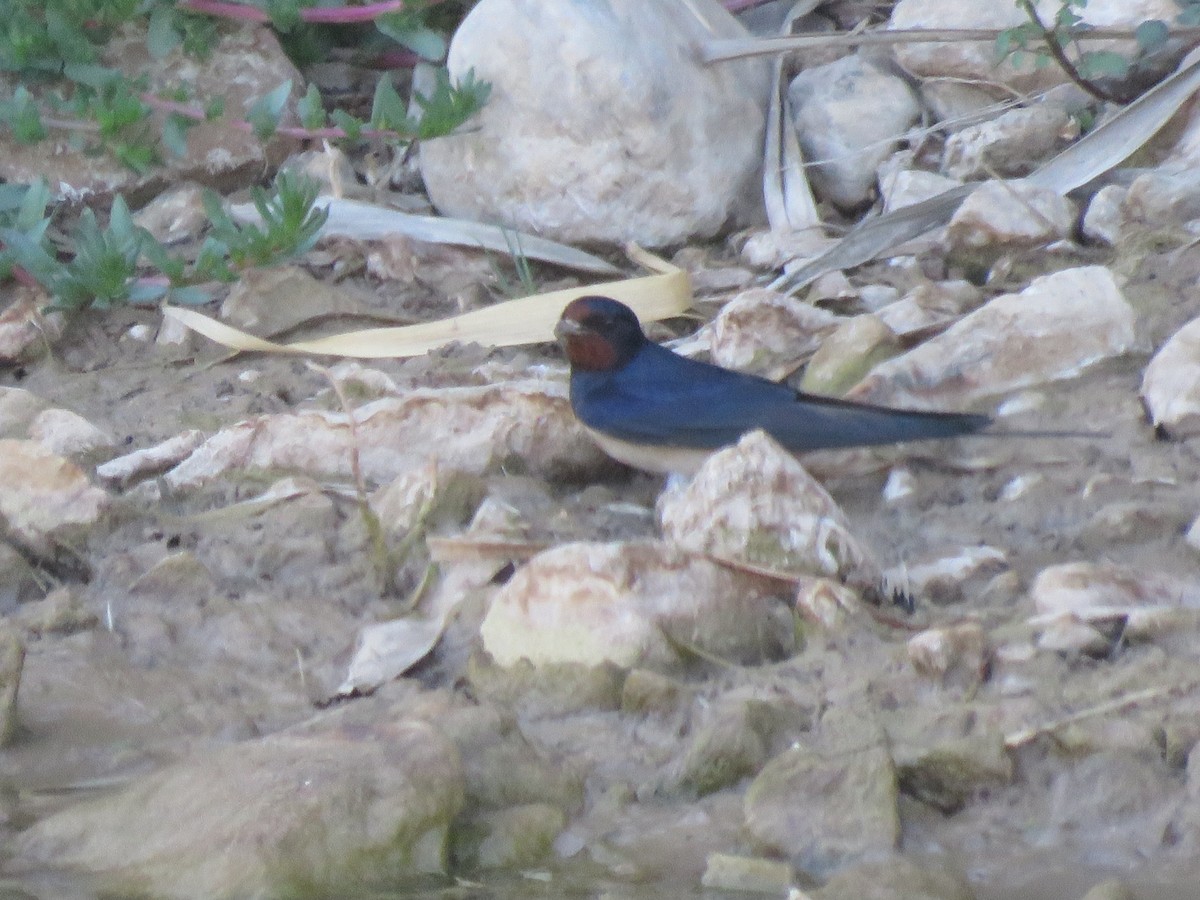 Barn Swallow - Pablo Santonja