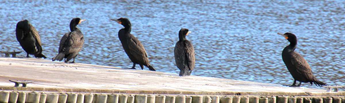 Double-crested Cormorant - ML617736934