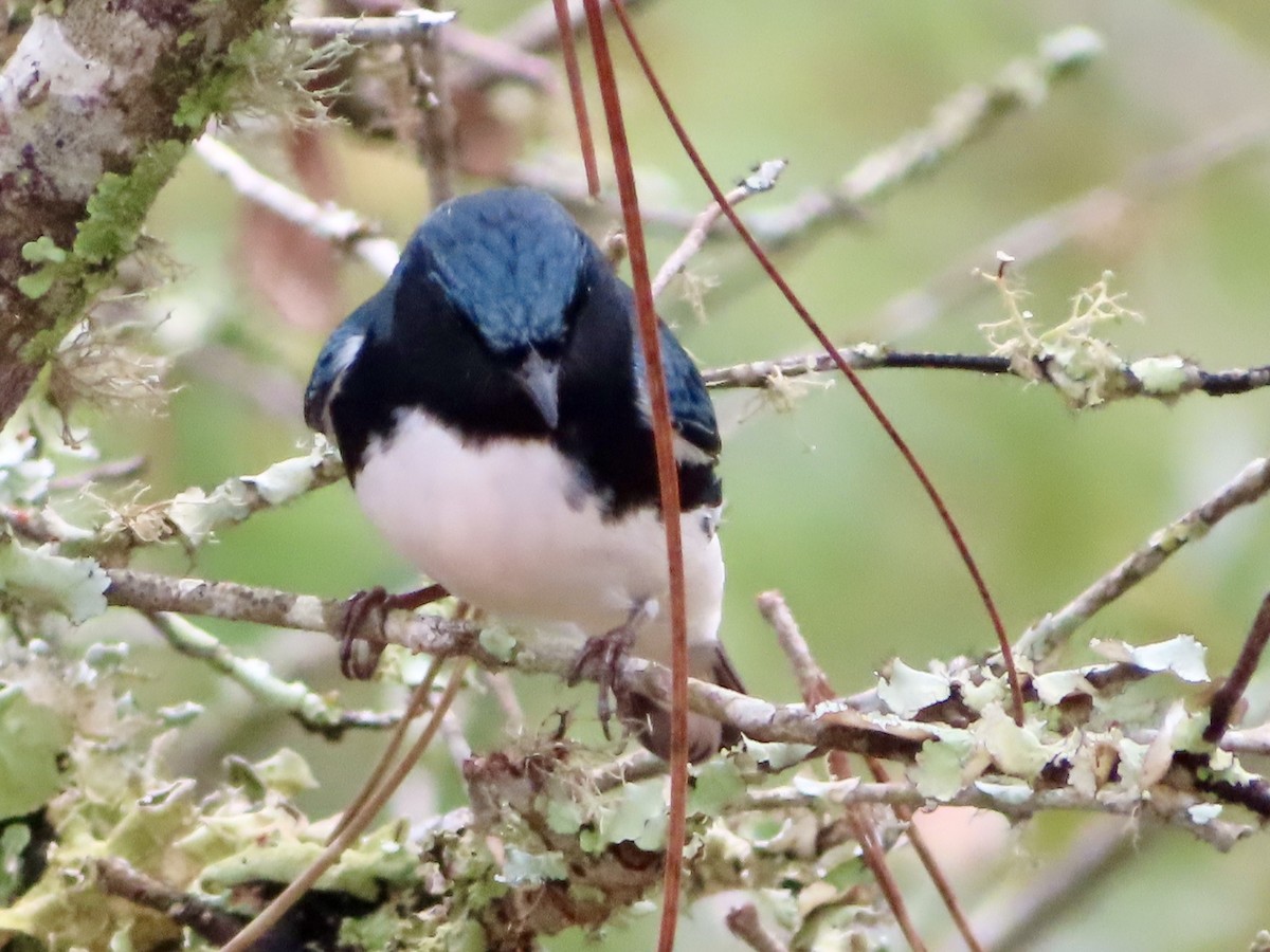 Black-throated Blue Warbler - ML617736936