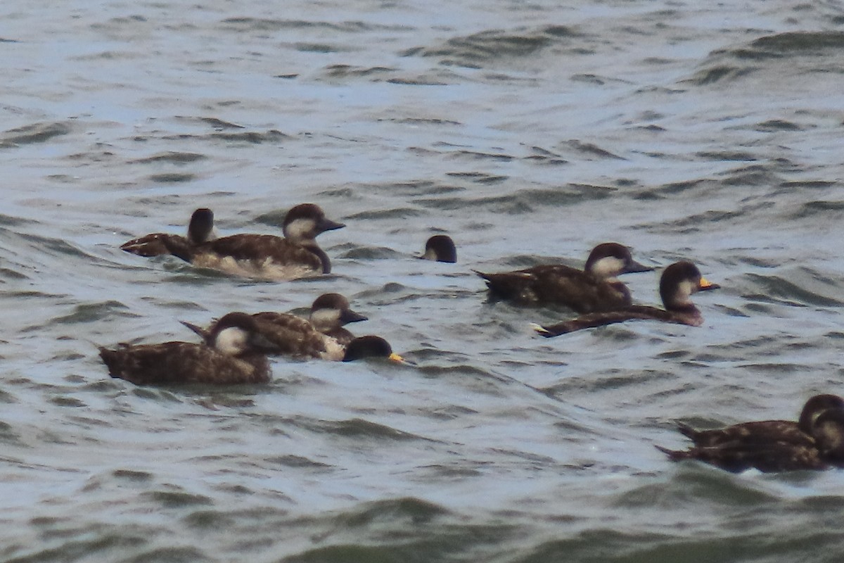 Black Scoter - Becky Marvil