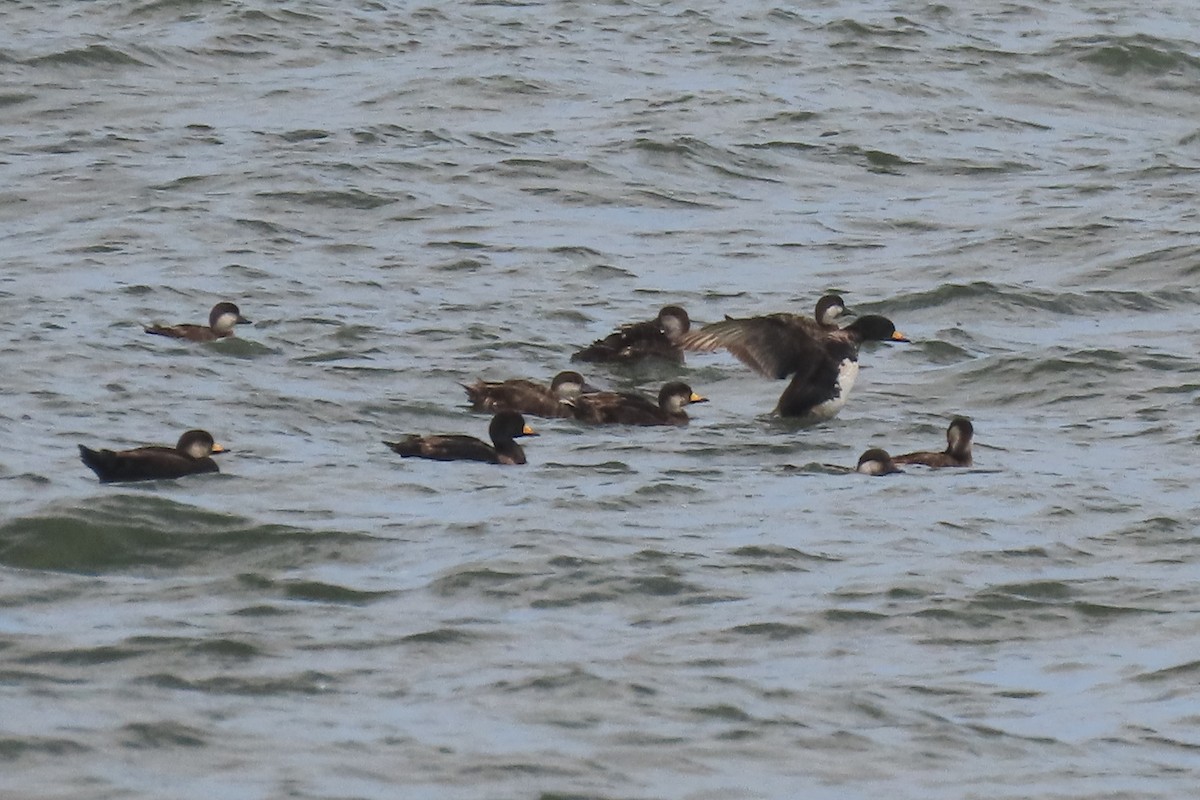 Black Scoter - Becky Marvil