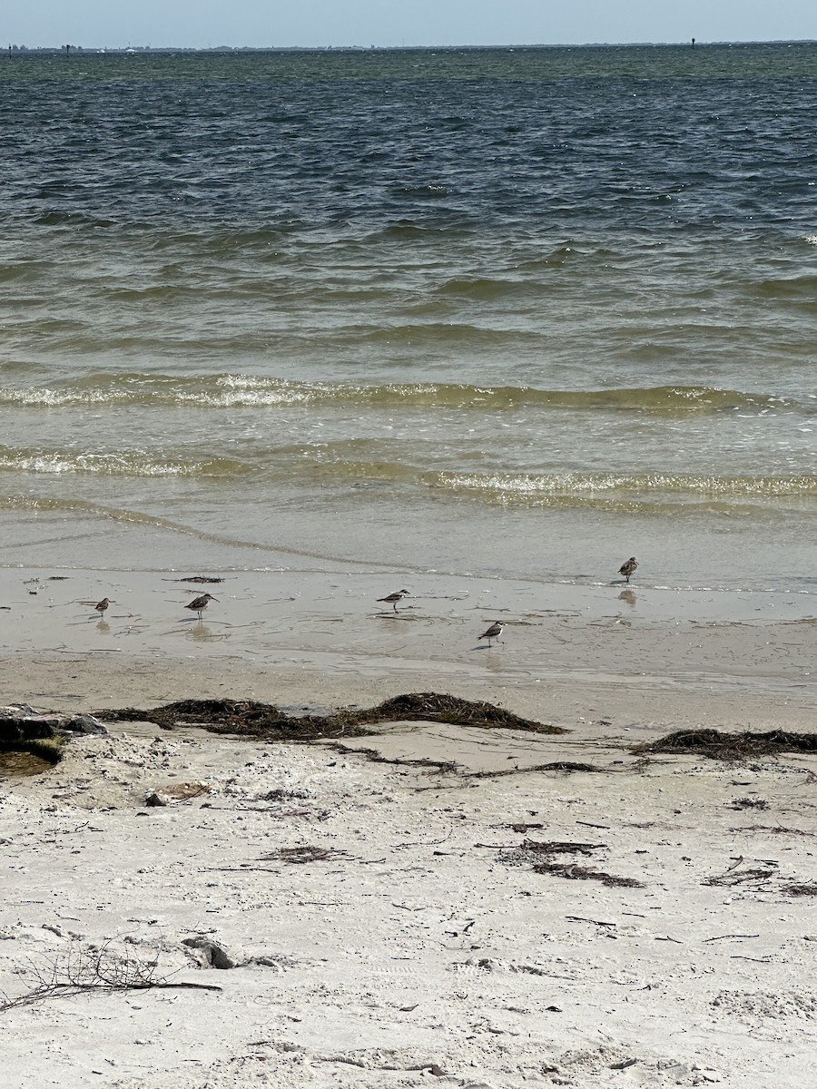 Dunlin (hudsonia) - ML617736966