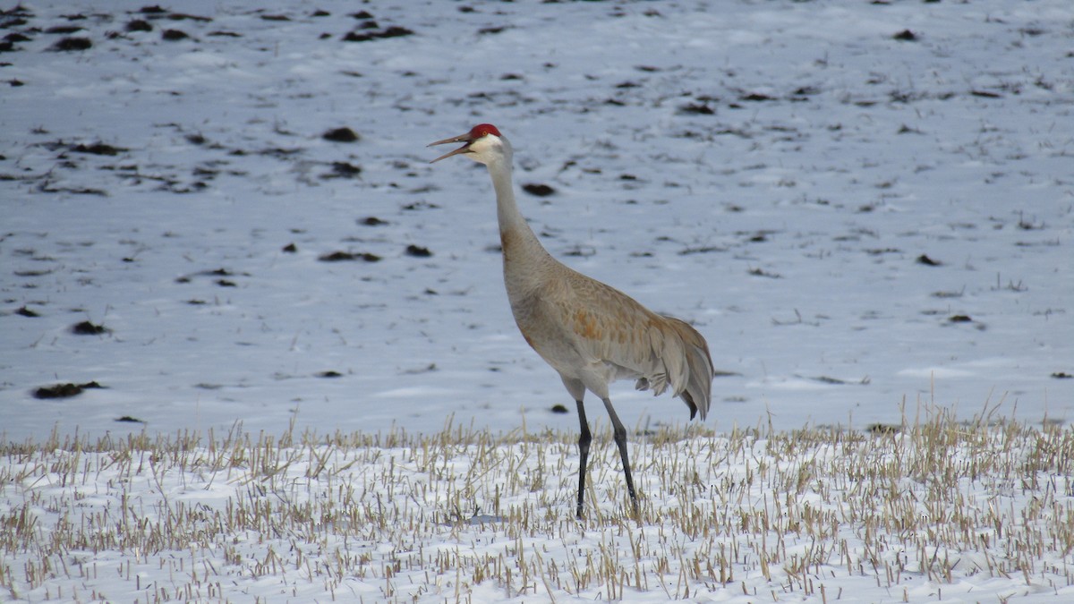 Sandhill Crane - J Pritchard