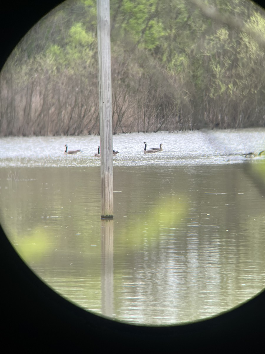 Greater White-fronted Goose - Josh Davidson