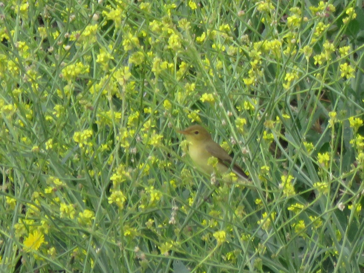 Melodious Warbler - Pablo Santonja