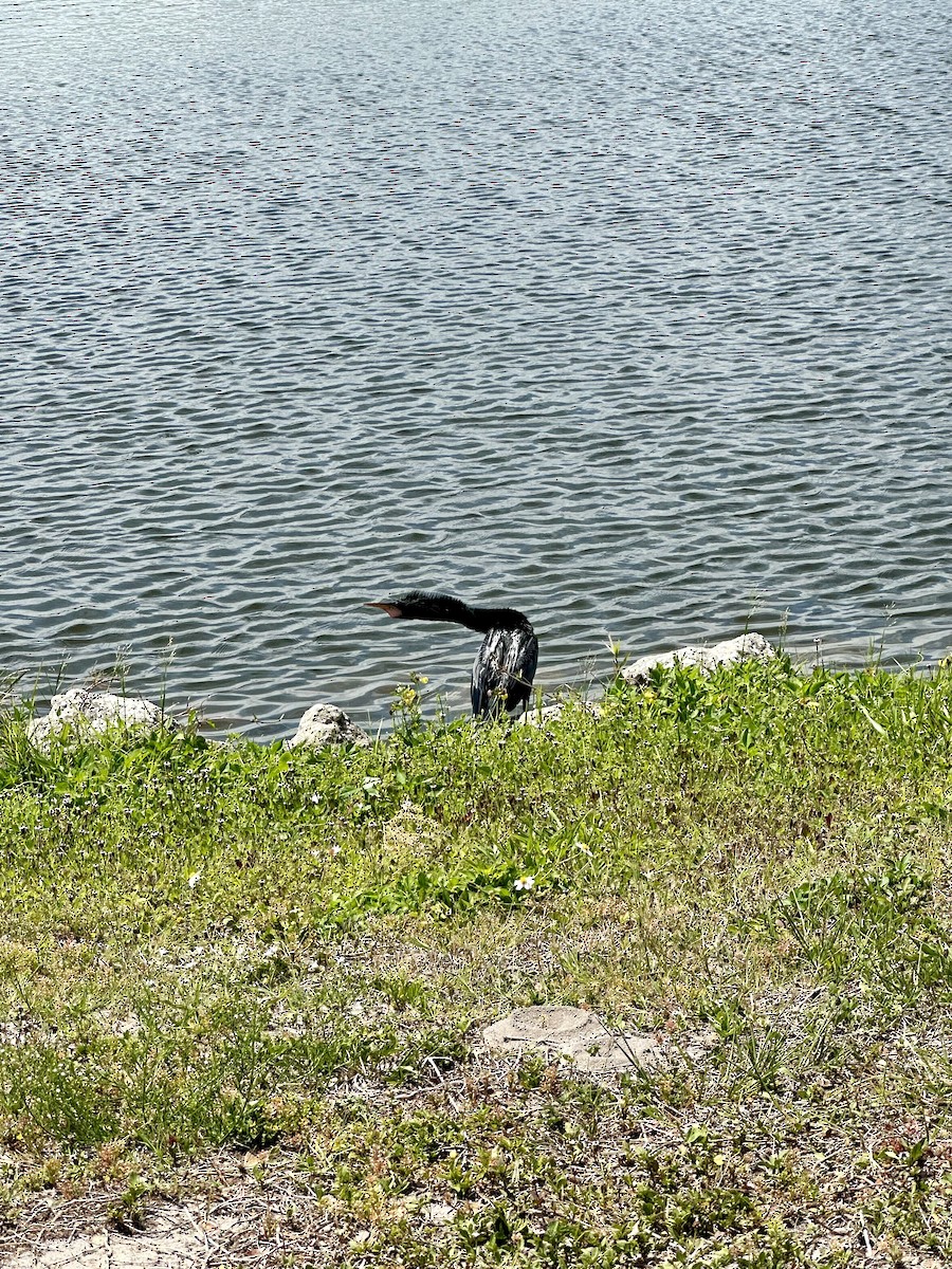 Anhinga - Anonymous