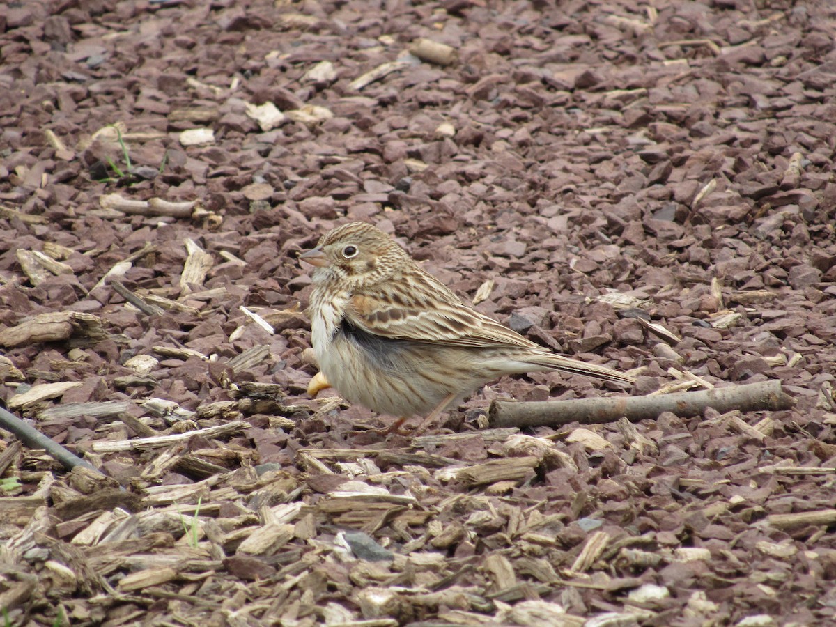 Vesper Sparrow - ML617737041