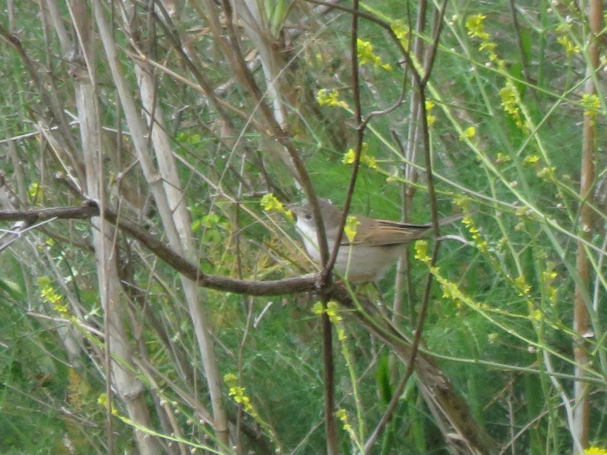 Greater Whitethroat - Pablo Santonja