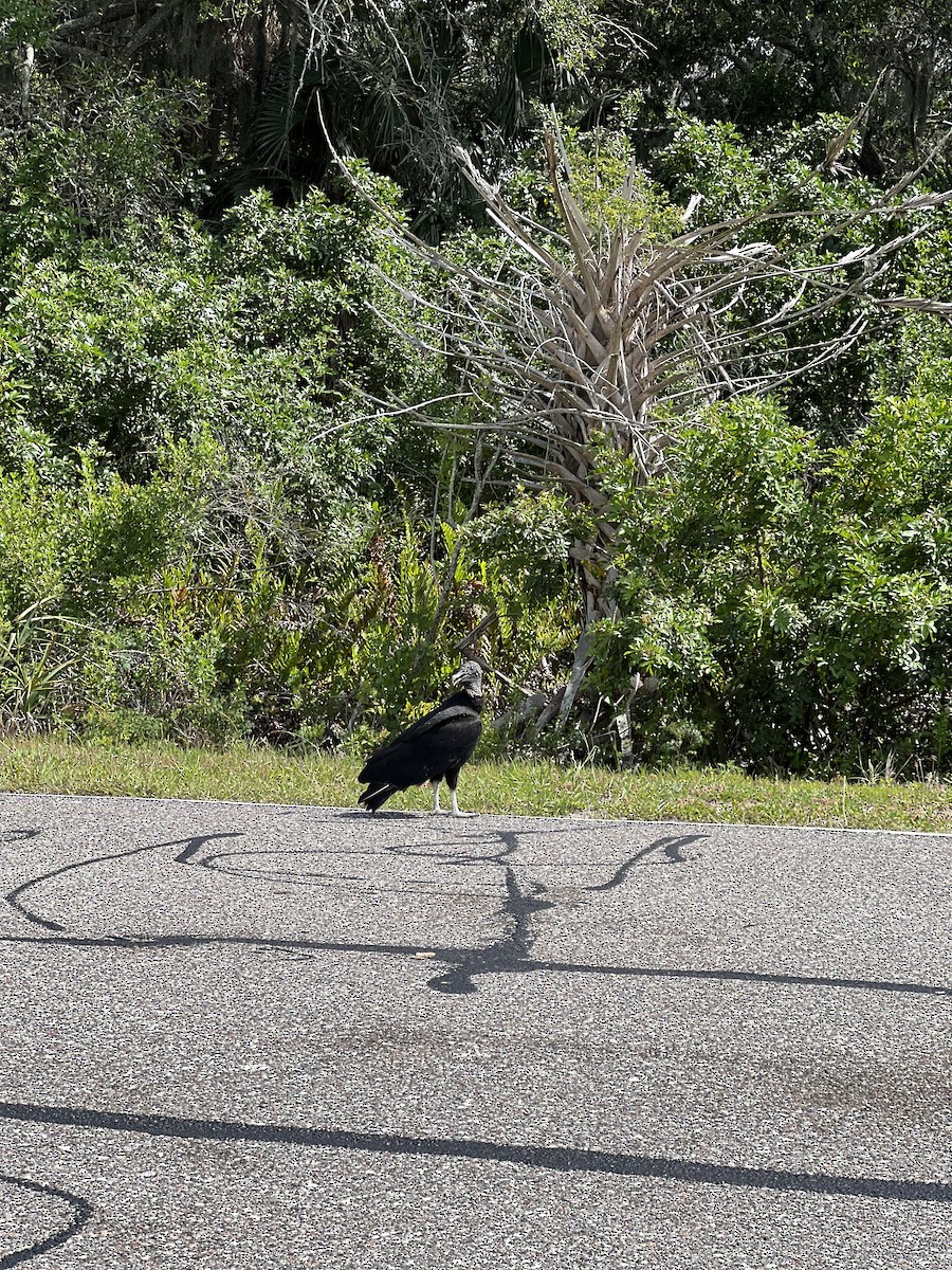 Black Vulture - ML617737047