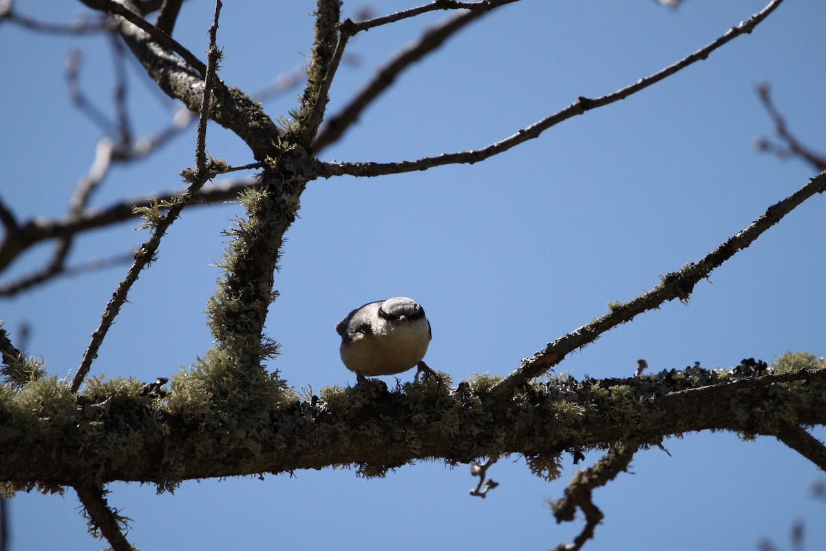 Eurasian Nuthatch - ML617737101