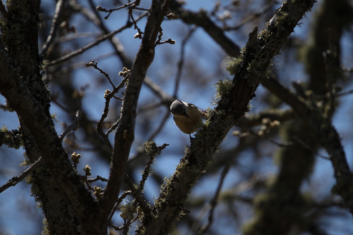 Eurasian Nuthatch - ML617737102
