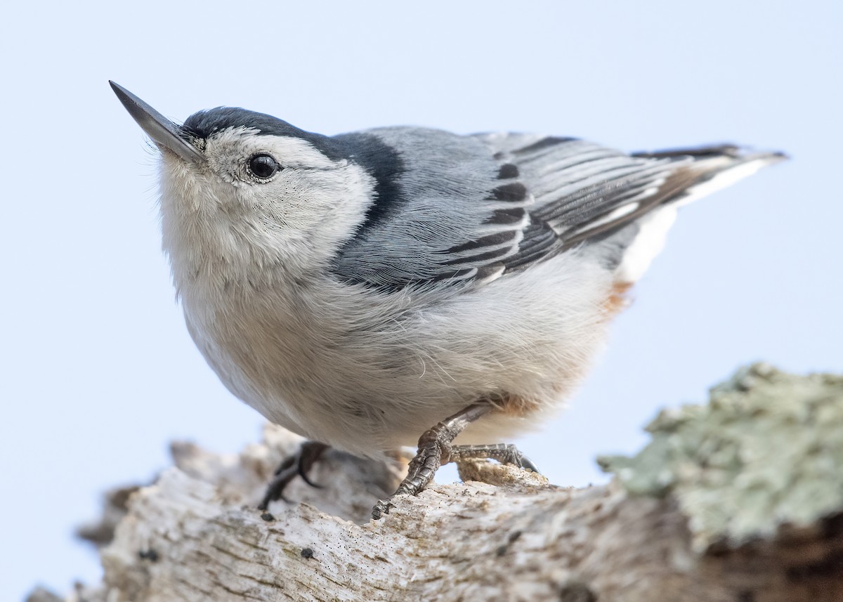 White-breasted Nuthatch - ML617737111