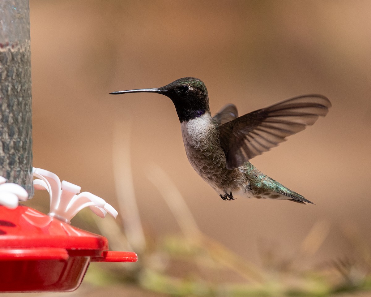 Black-chinned Hummingbird - ML617737120