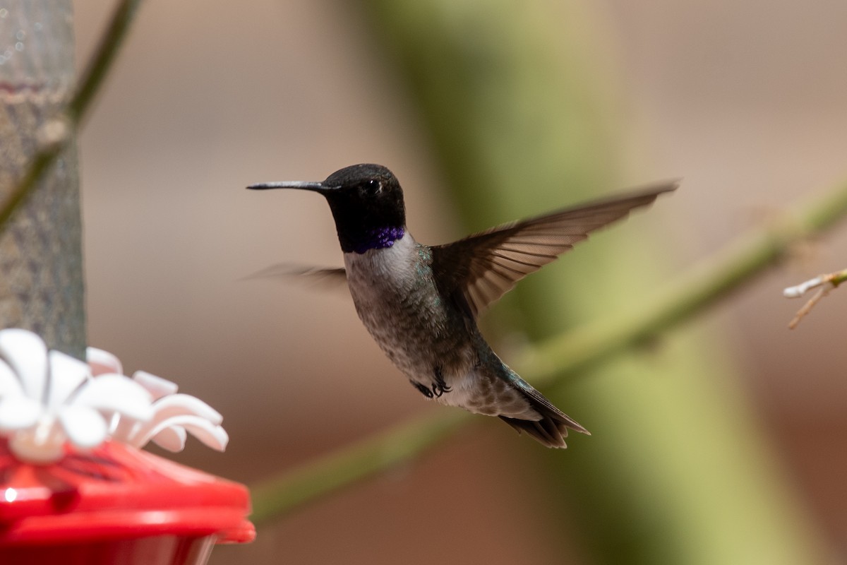 Colibrí Gorjinegro - ML617737121