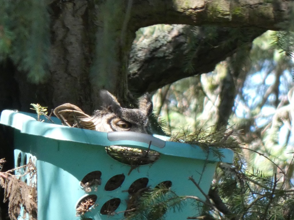 Great Horned Owl - Jannaca Chick